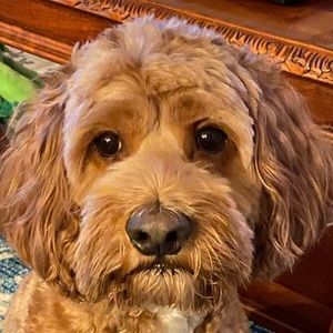 Meet your Posher, Staci